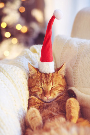Cat Relaxing at Christmas