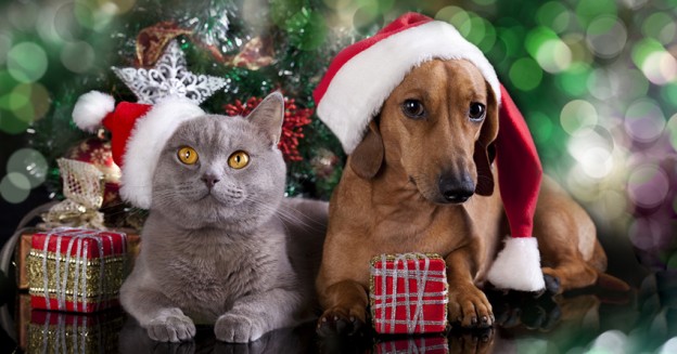 Image result for christmas pets
