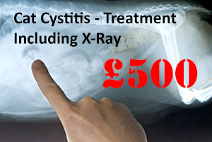 cystitis cat insurance pet cost treatment