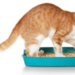 9 Best Cat Litter in the UK – Review & Buying Guide