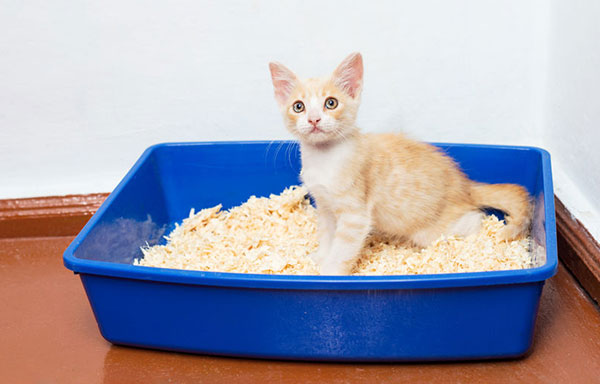 What is the best cat litter for kittens?