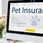 Best Value Pet Insurance for Cats & Dogs