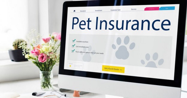 More Than Pet Insurance Review