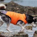 9 of the Best Waterproof Dog Coats