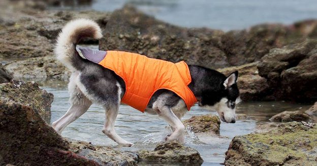 Best Waterproof Dog Raincoats