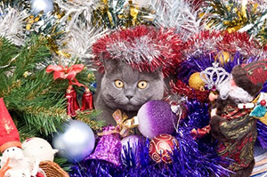 Cat in Christmas Tree Decorations