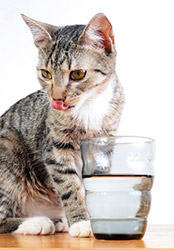 Cat Drinking Water