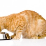 10 Household Items That Could Harm Your Cat