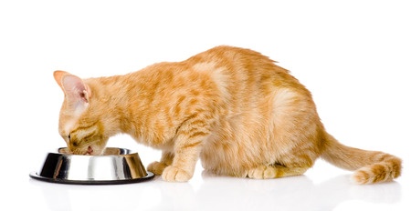10 Items That Can Harm Your Cat
