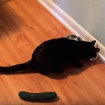 Cats and Cucumbers