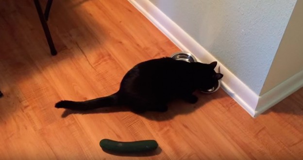 Cat Scared by Cucumber