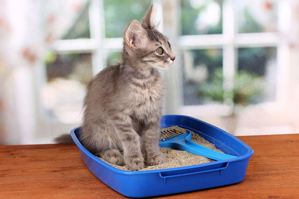 Why Use Cat Litter