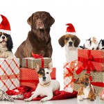 Christmas Gifts for Your Pet 2017