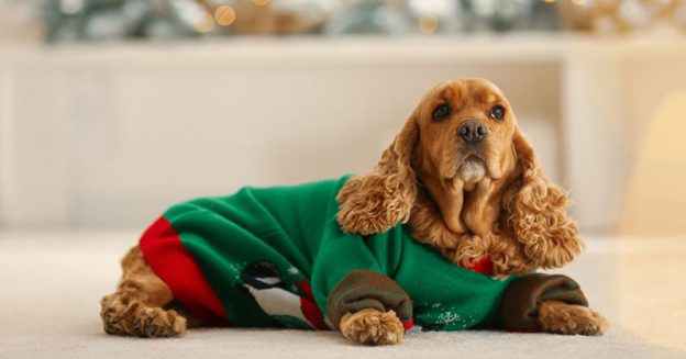 Christmas Jumpers For Dogs