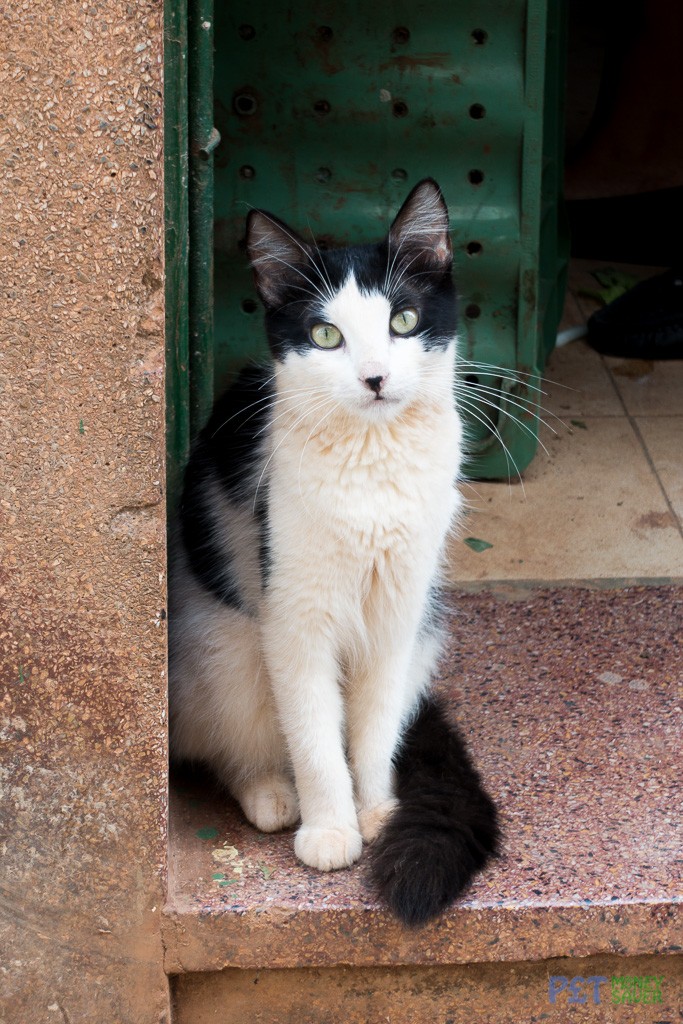 Black and white cat in Havana