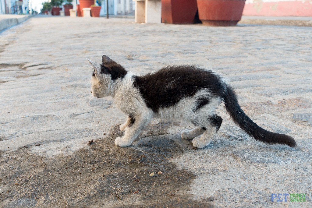 Tiny kitten in Cienfuegos