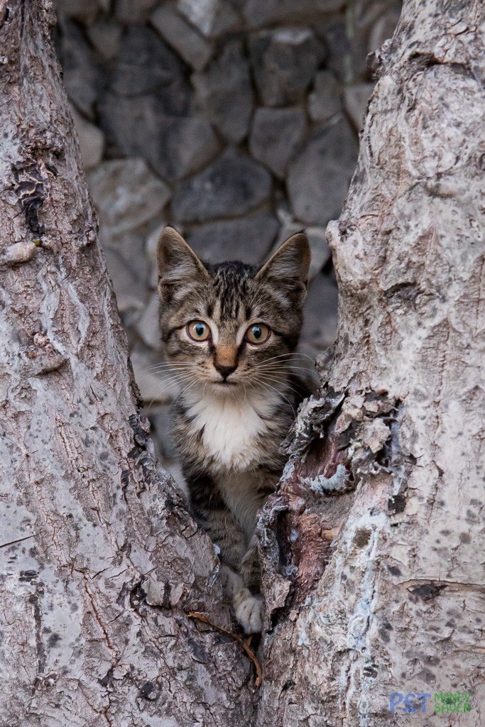 Cute tabby kitten hiding in tree