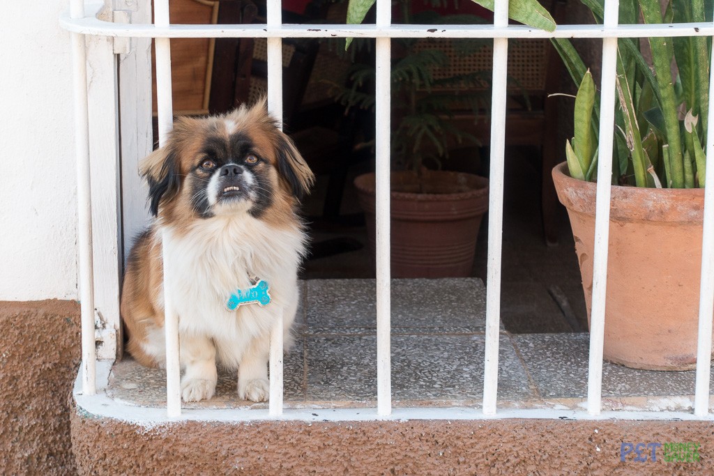 Paco the dog, sitting in a window