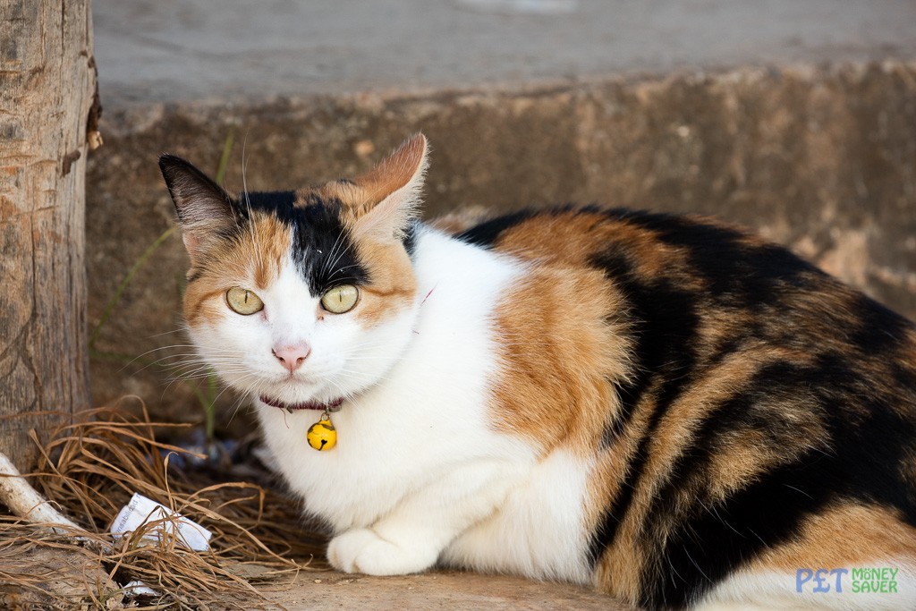 Pet cat out for a walk