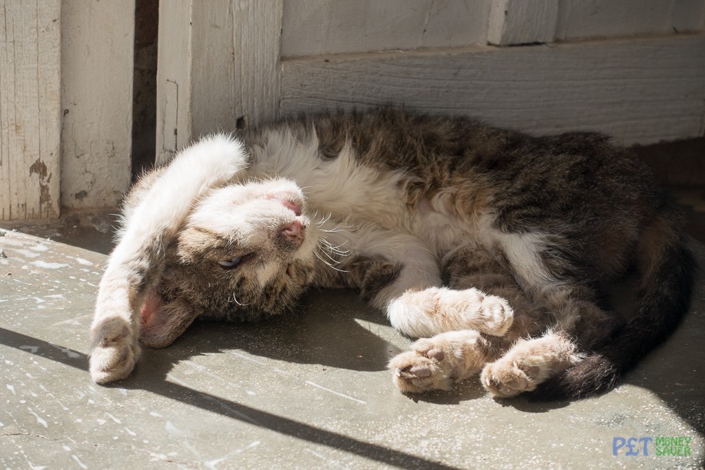 Sunbathing cat in a window