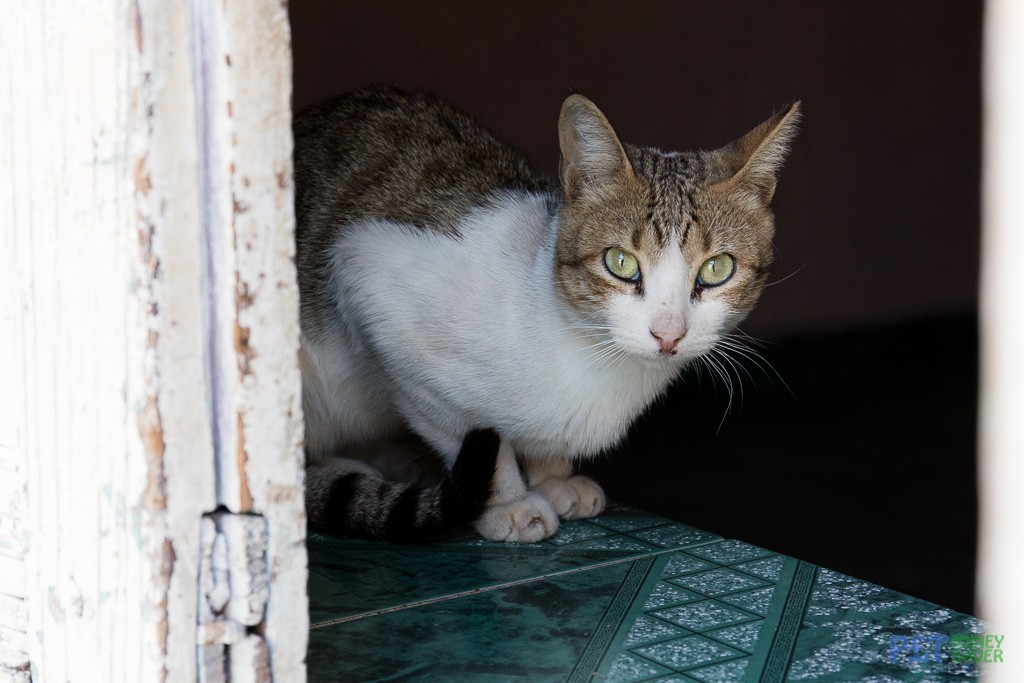 White and tabby cat watching from a doorway