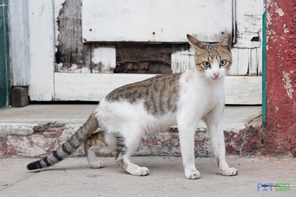 White and tabby cat looking alert