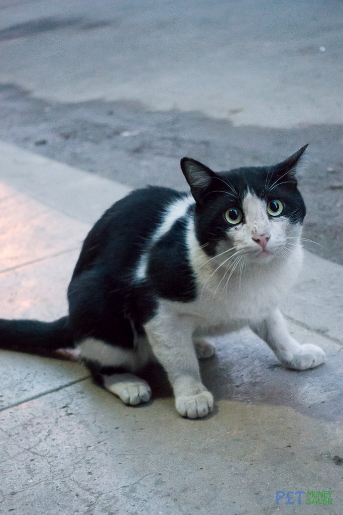 A slightly surprised looking black and white cat