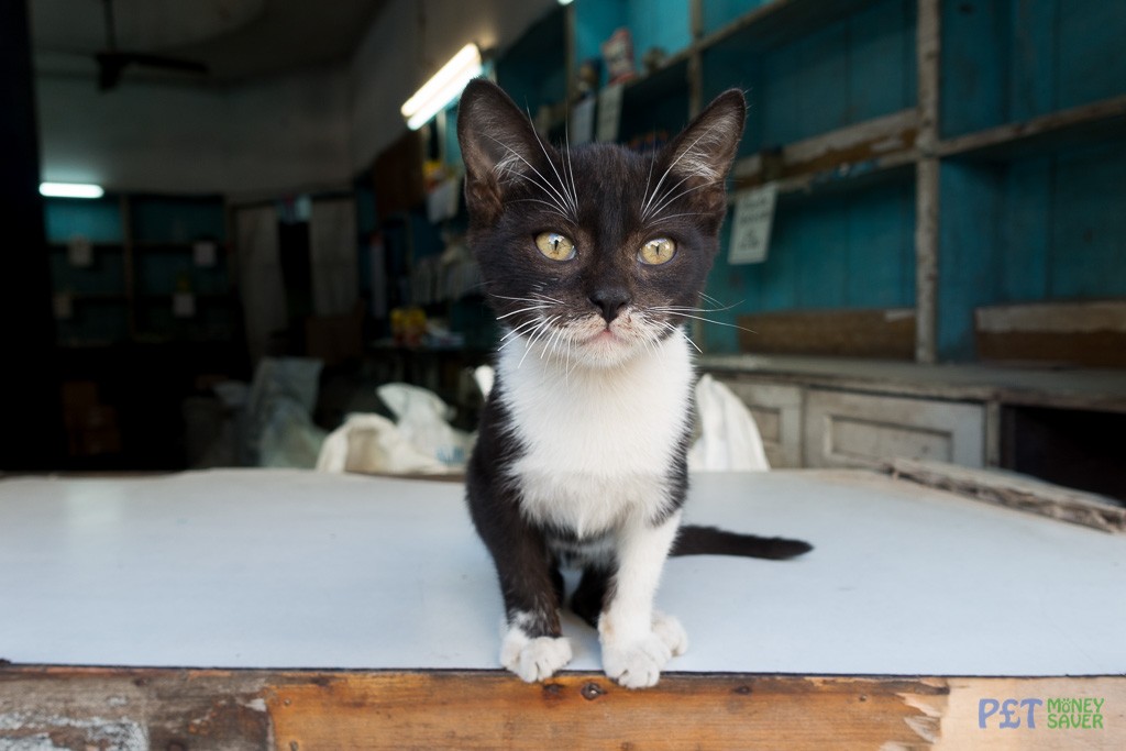 Cute kitten greeting shop customers