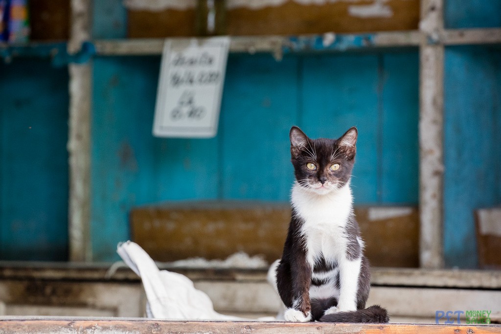 Shop-keeper kitten