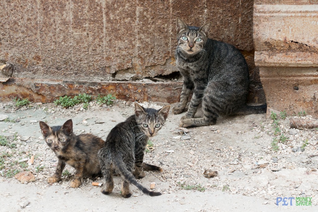 Mother cat and her kittens on Havana street