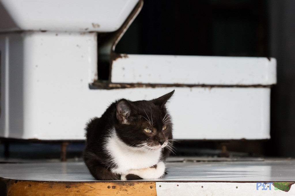 Black and white kitten relaxing on shop counter