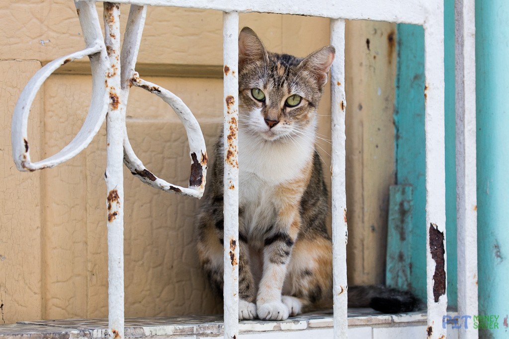 White tabby cat watching the world go by