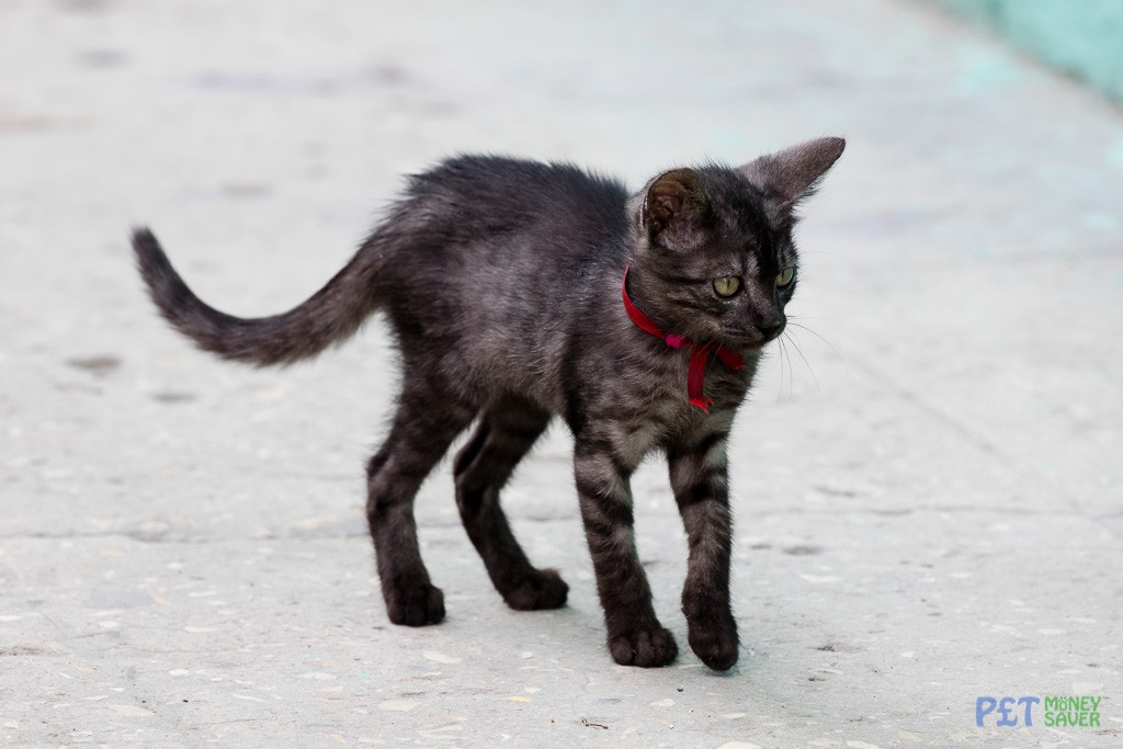 Grey and black kitten with ribbon collar