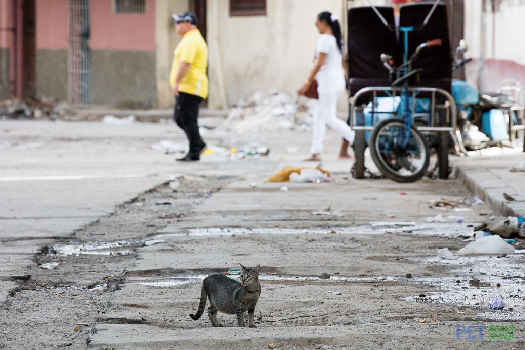 Grey tabby cat prowling Havana street