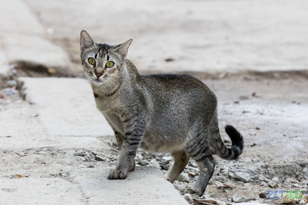 Grey tabby cat on Havana street