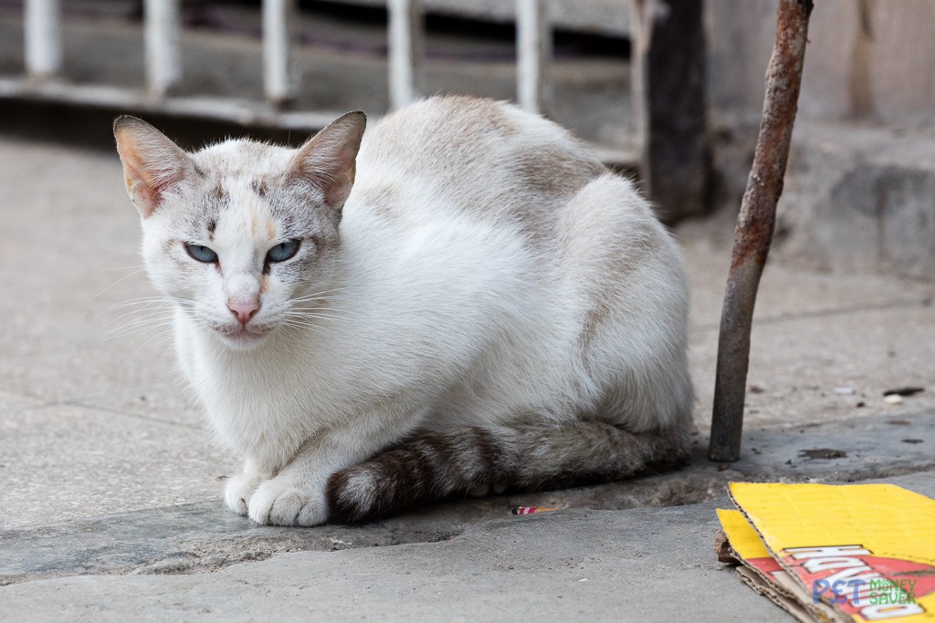 Relaxing on a Havana street