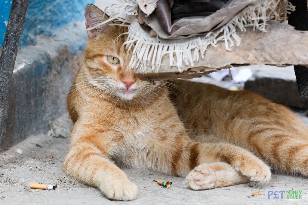 Ginger cat resting under a broken chair