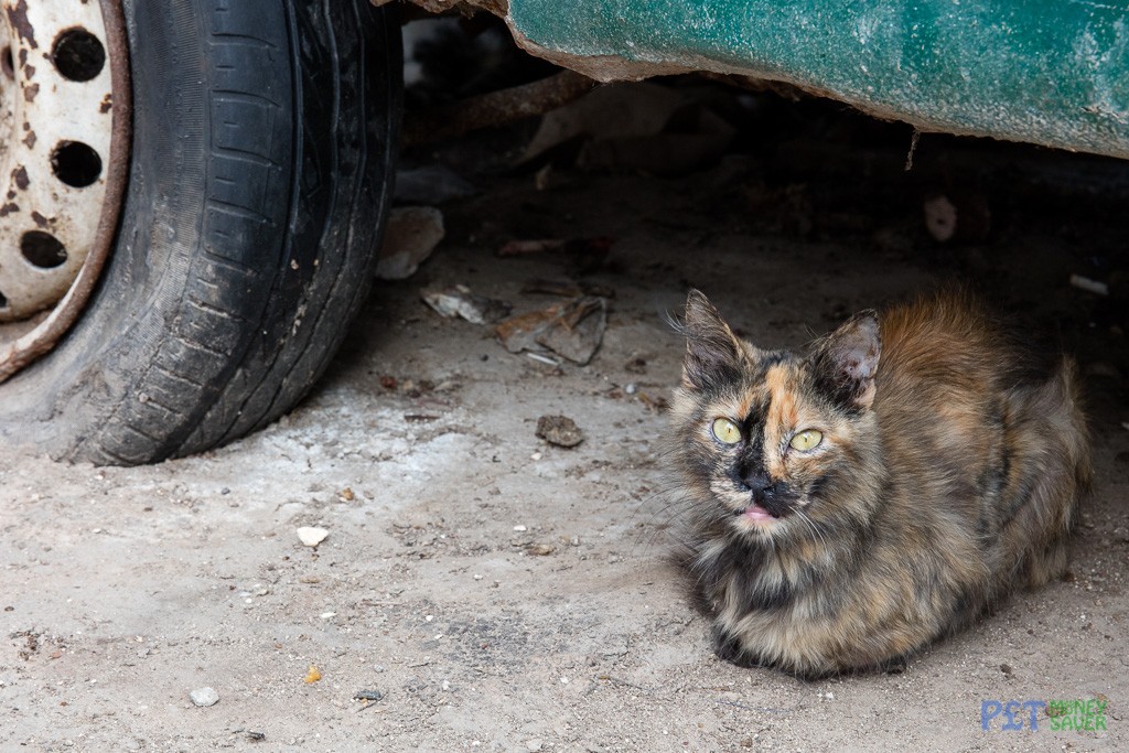 Tortoiseshell cat resting under abandoned car