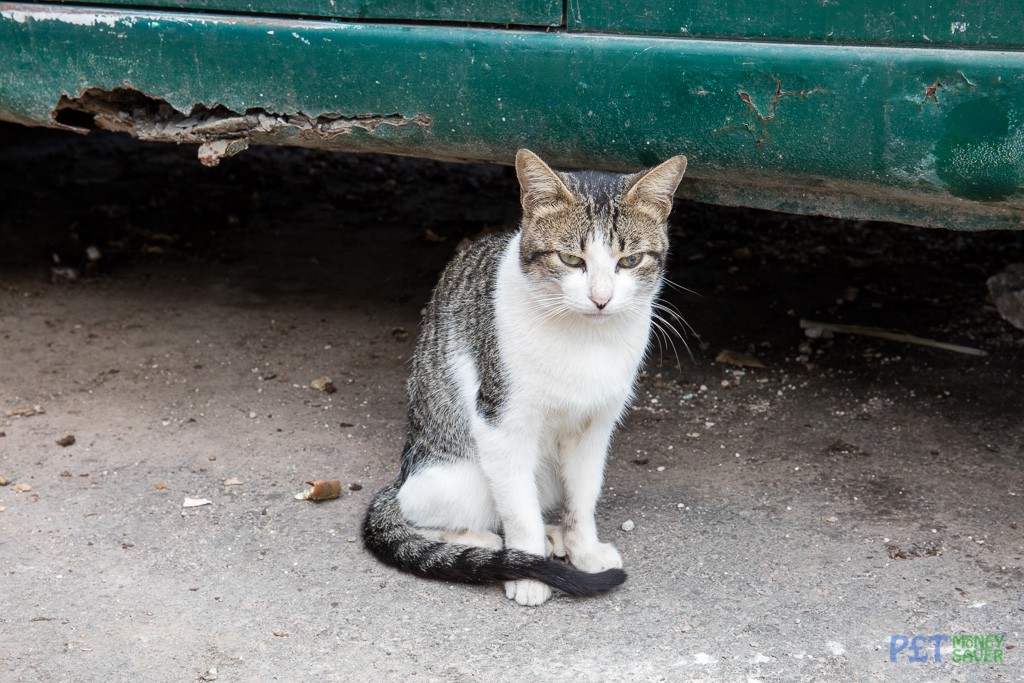 Another cat living in abandoned car