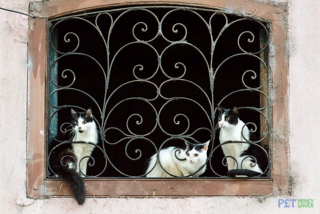 3 black and white cats sitting in a window