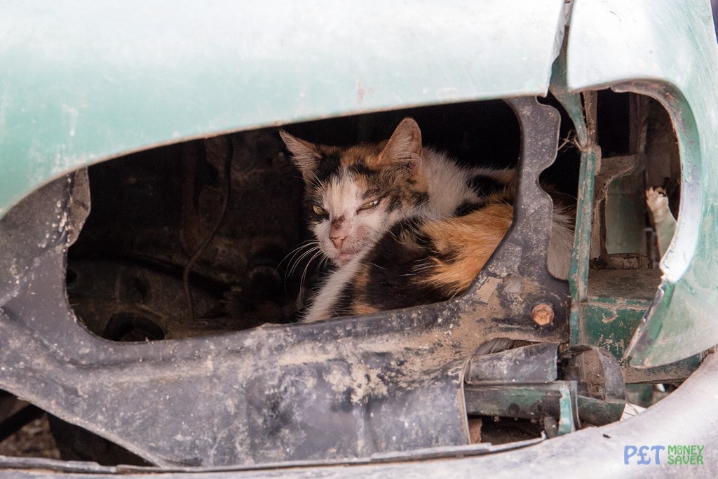 Sleepy cat resting inside abandoned car