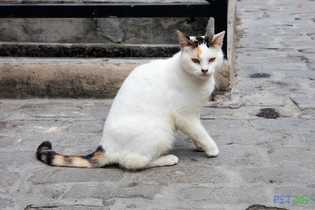 Relaxing on a Havana street