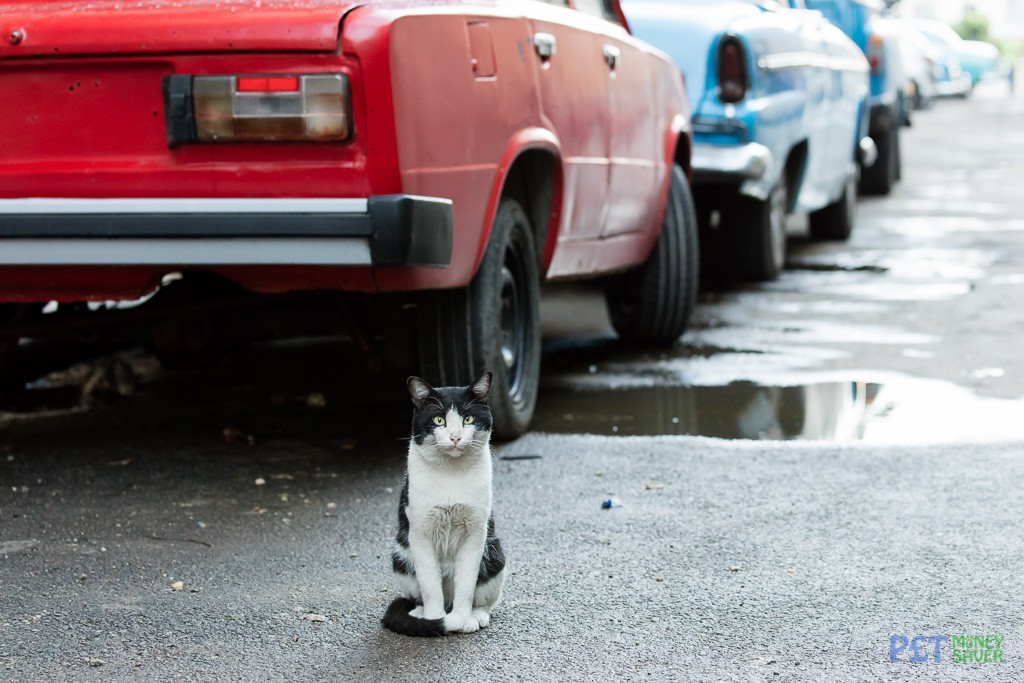 Black and white Cuban cat near Havana station