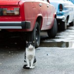 Cool Cats of Cuba – Cuban Cat Photos