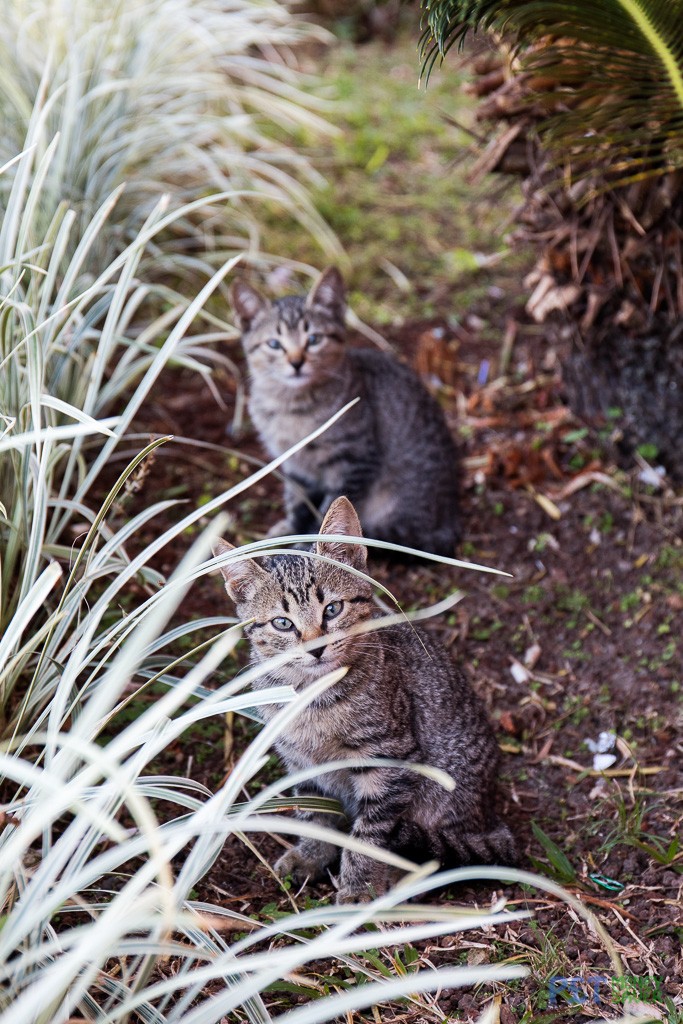 Two playful kittens in Vinales