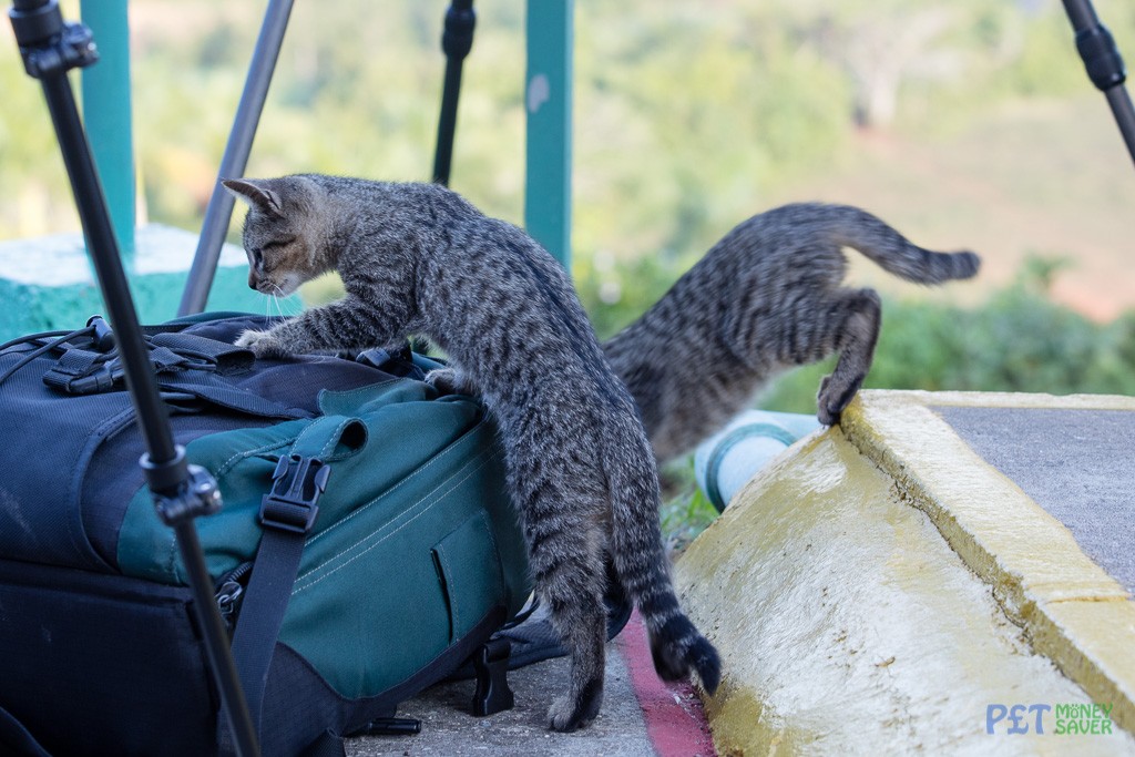 Two curious kittens exploring a camera bag