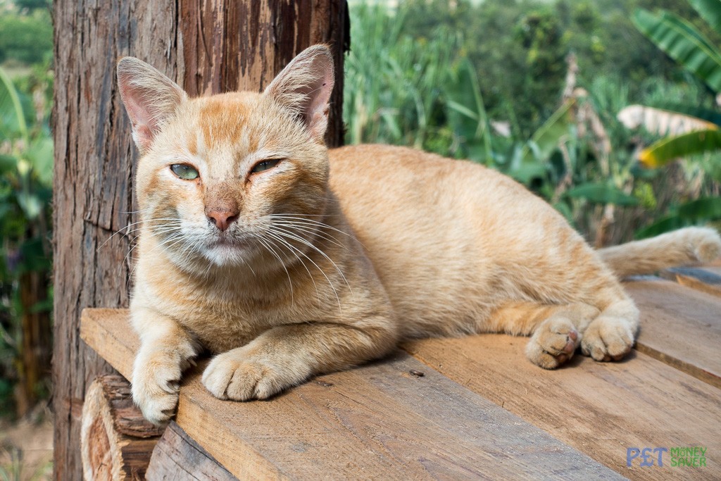 Ginger cat relaxing in the sun