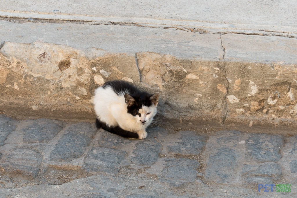 Tiny kitten sheltering by the roadside