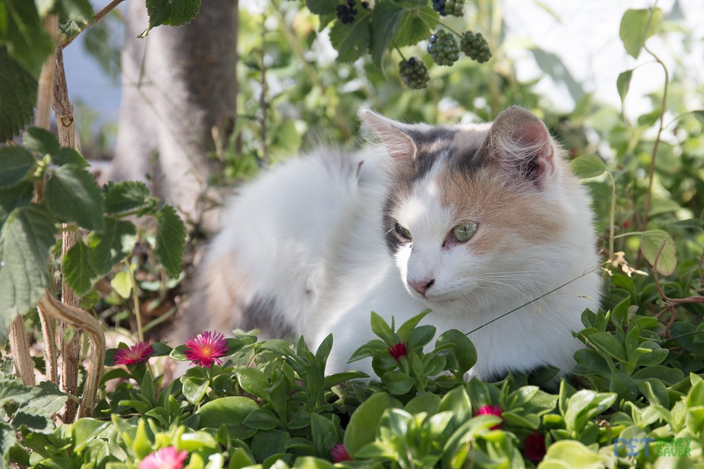 Snoozing cat in a garden in Megalachori