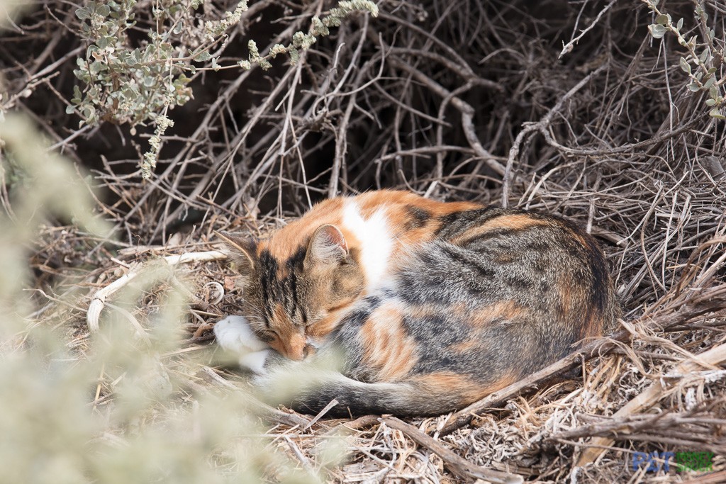 Black and orange cat sleeps in the undergrowth